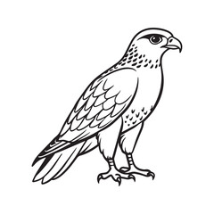 Harrier bird line art vector silhouette with white Background