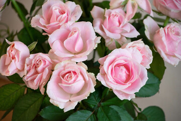 スイートアバランチェ