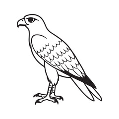 Harrier bird line art vector silhouette with white Background
