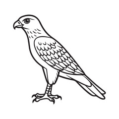 Harrier bird line art vector silhouette with white Background
