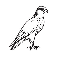 Harrier bird line art vector silhouette with white Background