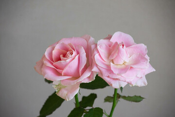 スイートアバランチェ