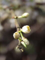 white magnolia flower