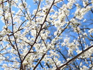 blossom in spring