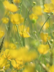 yellow flowers in the field