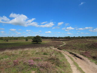 summer landscape