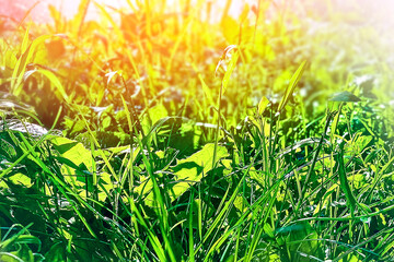 Green meadow grass in sunlight. Beautiful nature background.