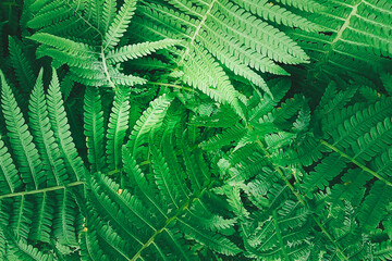Close-up green fern leaves. Beautiful natural background.