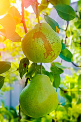 Two green pears with leafs on the branch. Vertical photo.