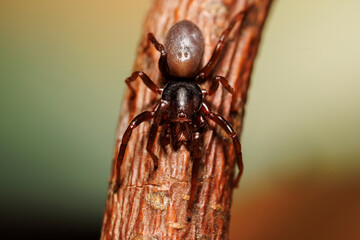spider on wood