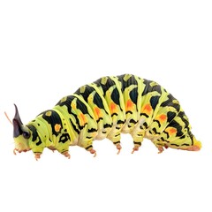 Fototapeta premium Caterpillar isolated on transparent background 