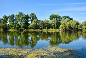 Fototapeta premium Beautiful river backwater, known as Sodros in Novi Sad, Serbia, in the summer. Green and lush vegetation with reflection on the water surface. Scene of unspoiled nature.