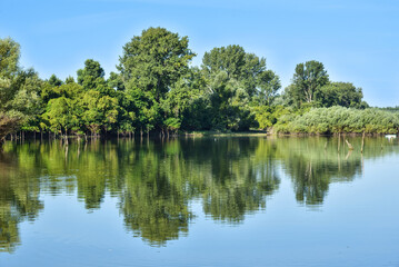 Beautiful river backwater, known as Sodros in Novi Sad, Serbia, in the summer. Green and lush vegetation with reflection on the water surface. Scene of unspoiled nature.