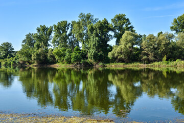 Beautiful river backwater, known as Sodros in Novi Sad, Serbia, in the summer. Green and lush vegetation with reflection on the water surface. Scene of unspoiled nature.