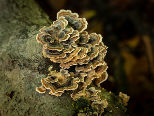 Fungi found in British woodland