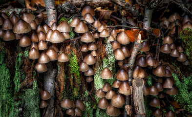 Fungi found in British woodland