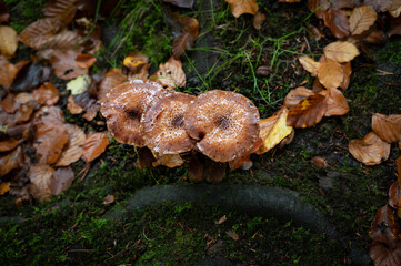 Fungi found on the ground in British woodland