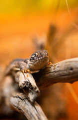 Lizard in typical australian bush.