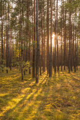 zachód słońca w lesie
