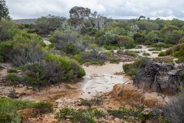 Typical Australian bush area, Royal national park, NSW, Australia.