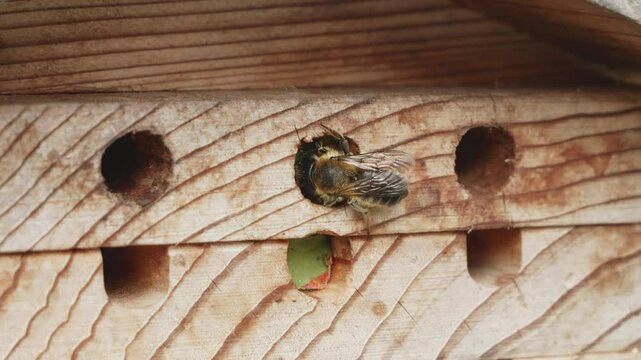 Leaf cutter bee sealing hole with a leaf in slow motion stock footage