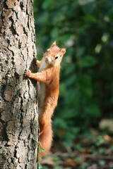 Squirrel pauses