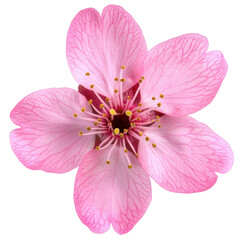 Fototapeta premium Cherry blossom flower on transparent background