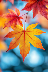 Obraz premium Colorful maple leaves for autumn social media vertical background campaign