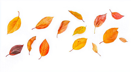 Obraz premium colorful falling autumn leaves isolated on a white background
