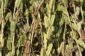 seed pods of sesame plants in the field