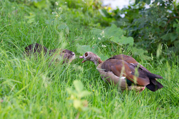 Nutria river rat and egyptian goose fighting on the meadow, habitant pond and wetland, territorial struggle in the park