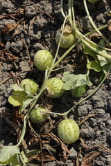 cucumis melo plant in the field