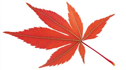 A maple leaf transitioning from green to a vivid red, showcasing its five-pointed shape