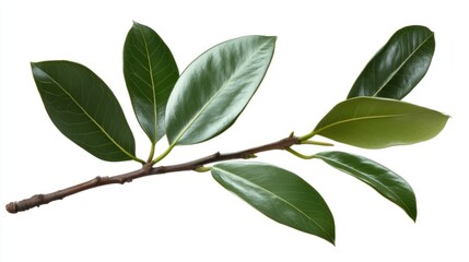 A magnolia leaf, glossy green and oblong with a smooth texture
