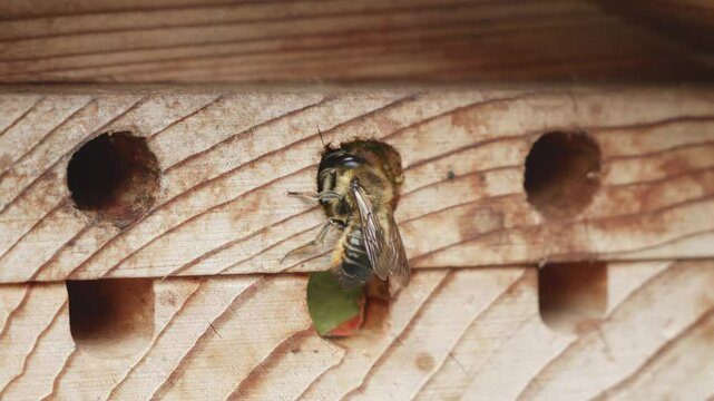 Leaf cutter bee sealing hole with a leaf in slow motion stock footage