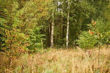 brzozy,łąka  © Marcin Łazarczyk