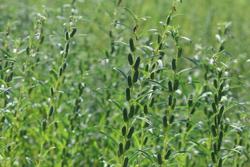  seed pods of sesame plants in the field