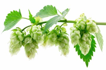 Hops. Isolated Hop Plant with Green Leaves on White Background