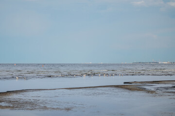 Seagulls Are Resting On A Sandbank In The Baltic Sea, Enjoying The Tranquility Of The Shallow Water
