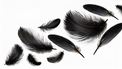 Crow feathers falling in air, isolated on transparent 