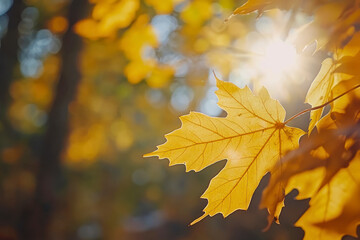 Fototapeta premium Foliage in the park. Autumn fall leaves of maple trees. Autumn fall leaves in sunlight.