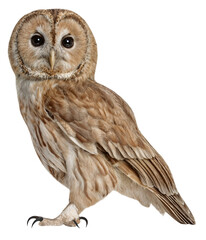 Fototapeta premium Tawny owl (Strix aluco), isolated on transparent background