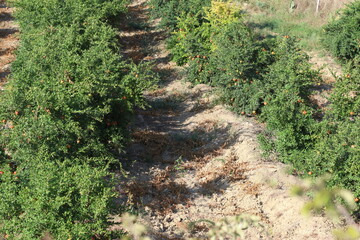 pomegranate trees in the orchard. 
