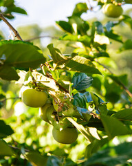 Load of green persimmon Diospyros kaki fruits hanging on tree branch at front yard garden in Austin, Texas, urban edible landscaping and fruit orchard, unripe persimmons with lush green leaves