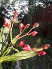 Close up of reddish color buds of nerium oleander plant with vague garden background