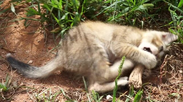 Kitty cat playing freely in the field