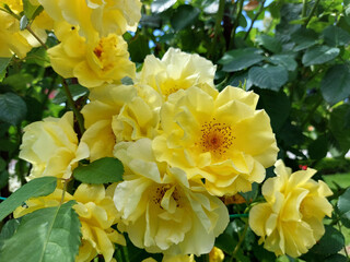 roses Golden Gate with light yellow flowers. Botanical garden.