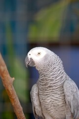 Beautiful african grey parrot in aviary