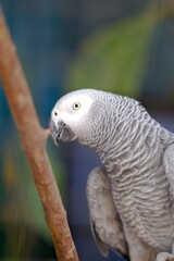 Beautiful african grey parrot in aviary