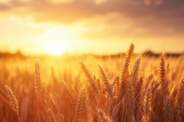 Ripe wheat fields natural landscape at sunset. farm harvest season , ai
